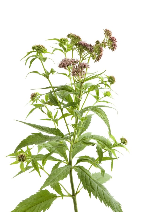 Trouvez la meilleure qualité : guide complet pour acheter des fleurs de chanvre